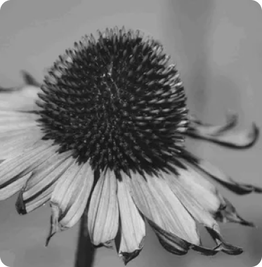 लेखक सन्देश